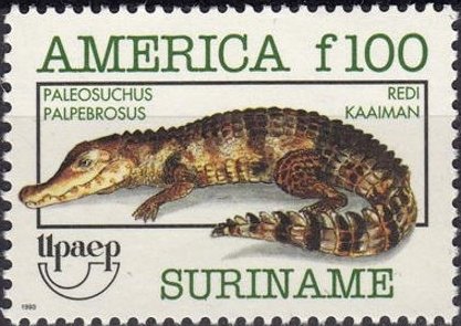 Stamp, Palaeosuchus palpebrosus, Suriname,  , Animals (Fauna), Crocodiles, Reptiles