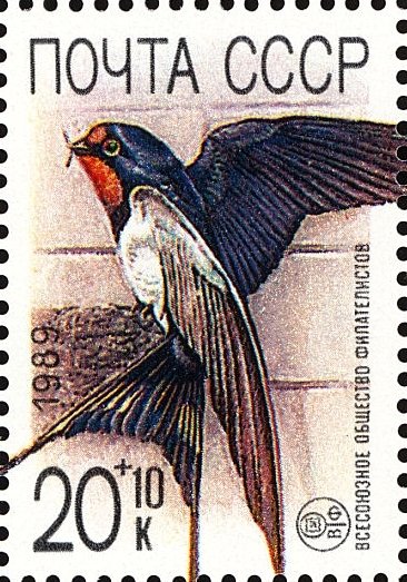 Barn Swallow (Hirundo rustica)