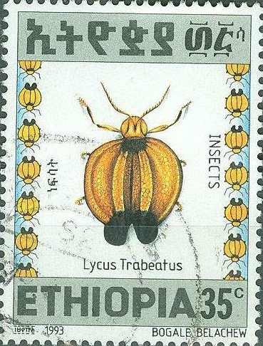 Lycus trabeatus