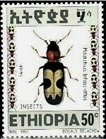 Malachius bifasciatus