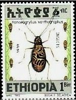 Homoeogryllus xanthographus