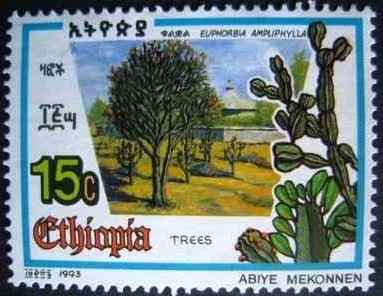Euphorbia ampliphylla