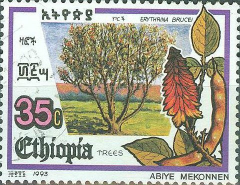 Erythrina brucei