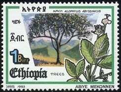 Allophylus abyssinicus
