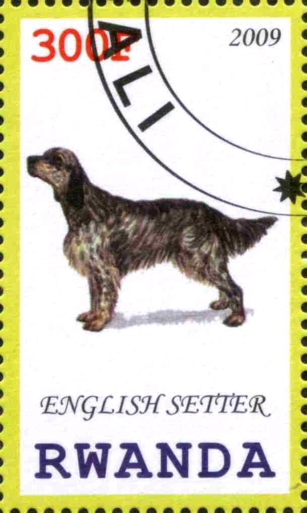 English Setter