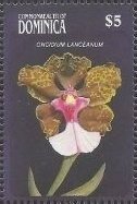 Oncidium lacneaum