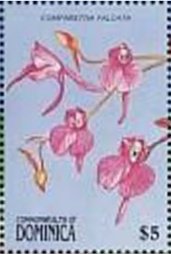 Comparettia falcata