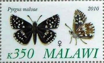 Pyrgus malvae
