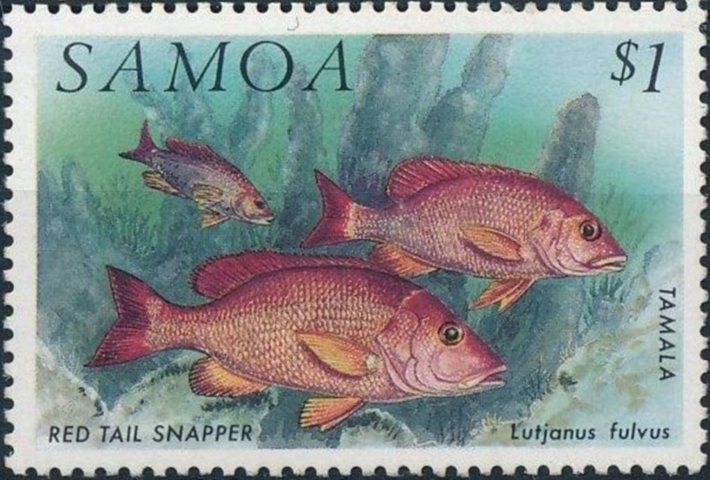 Red Tail Snapper (Lutianus fulvus)