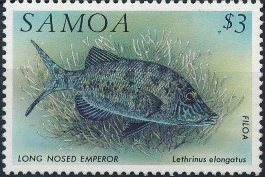 Long Nosed Emperor (Lethrinus elongatus)