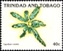 Stamp, Lygodium volubile, Trinidad and Tobago,  , Plants (Flora), Ferns