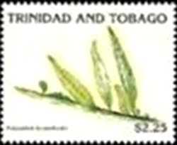Polypodium lycopodioides