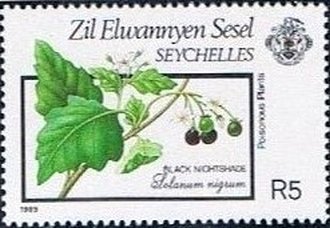 Solanum nigrum