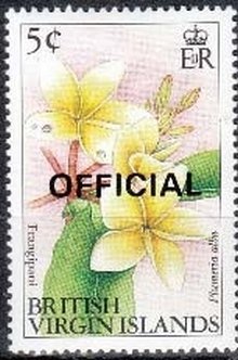 Frangipani