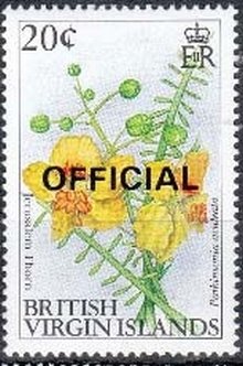 Jerusalem thorn