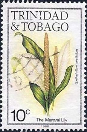Maraval Lily