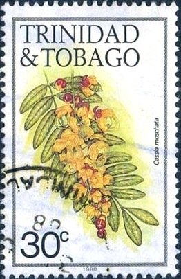 Cassia moschata