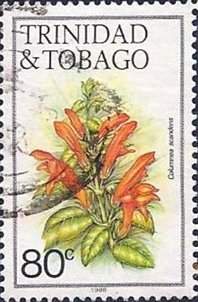 Columnea scandens