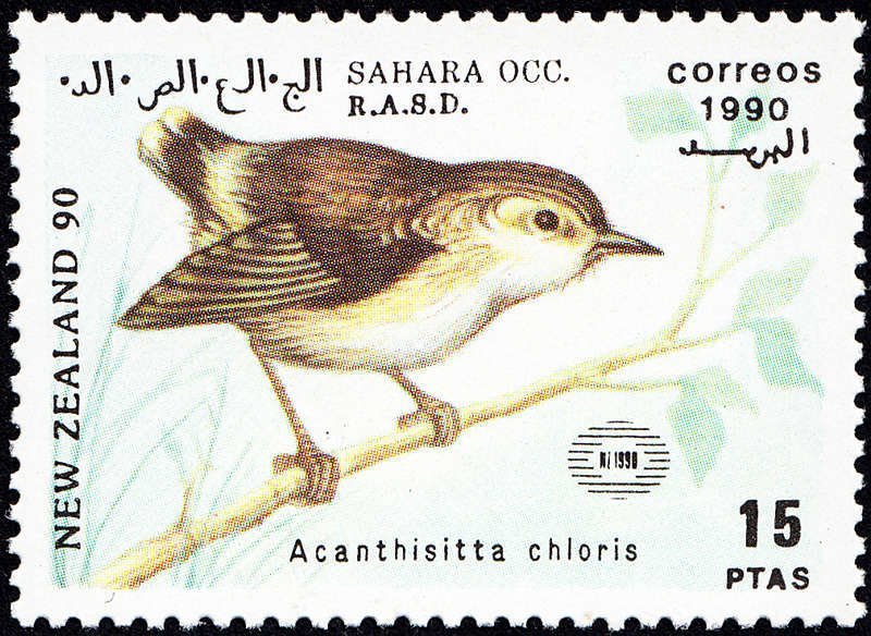 Acanthisitta chloris