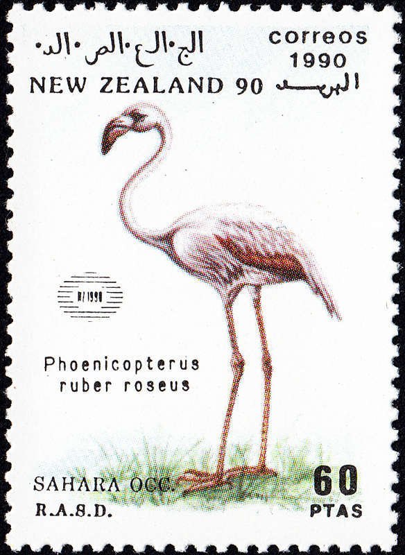 Phoenicopterus ruber roseus