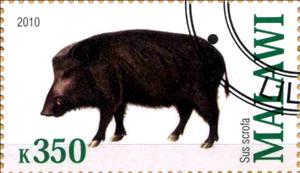 Stamp, Sus scrofa, Cinderellas,  