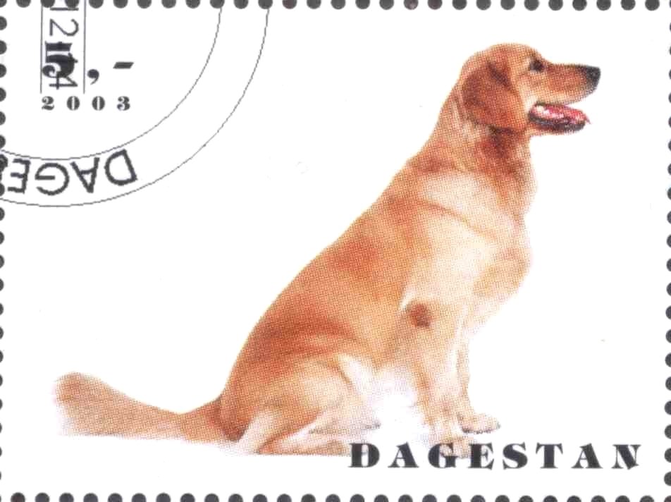 Dogs