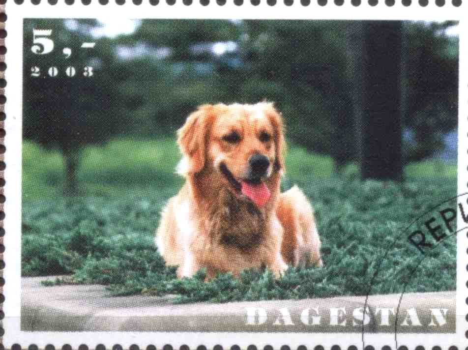 Dogs
