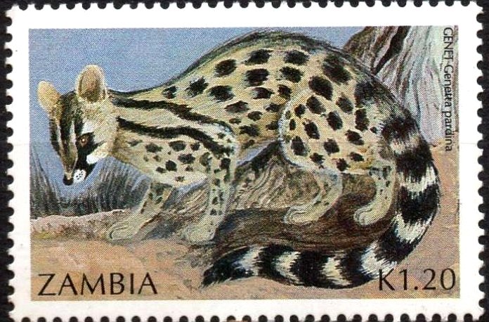 Pardine Genet (Genetta pardina