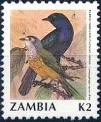 Purple-throated Cuckoo-shrike (Campephaga quiscalina)