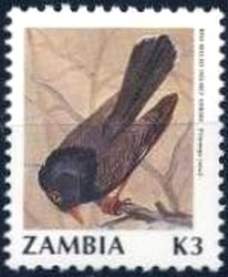Stamp, Retz's Helmet-shrike (Prionops retzii), Zambia,  , Animals (Fauna), Birds