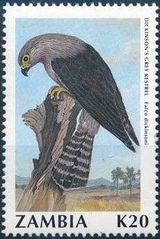 Dickinson's Kestrel (Falco dickinsoni)