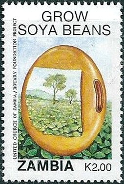 Grow Soya Beans