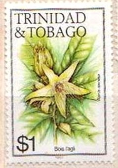 Bois l'agli - Ryania speciosa