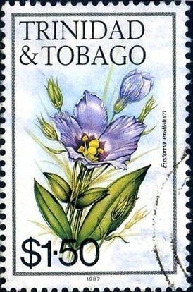 Eustoma exeltatum