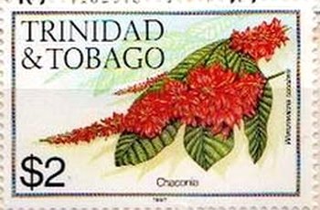 Chaconia