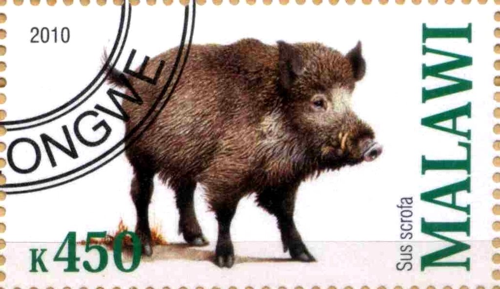 Sus scrofa