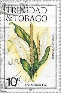 Maraval Lily