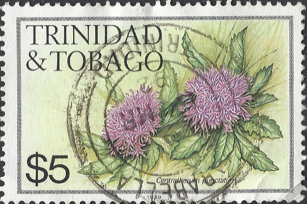 Centratherum punctatum