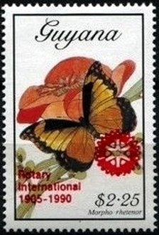 Stamp, Morpho rhetenor, Guyana,  , Butterflies