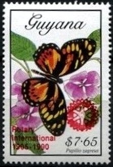 Papilio zagreus