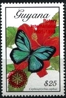 Stamp, Euptychia cephus, Guyana,  , Butterflies