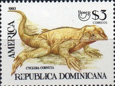 Cyclura cornuta