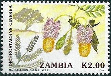 Dichrostachys cinerea