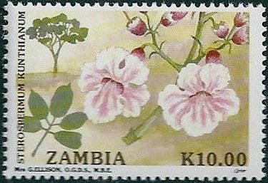 Sterospermum kunthianum
