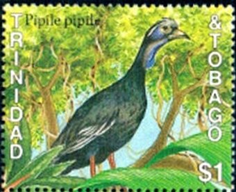 Trinidad Piping-guan (Pipile pipile)