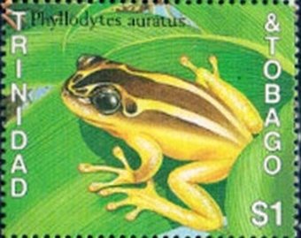 Golden Tree Frog (Phyllodytes auratus)