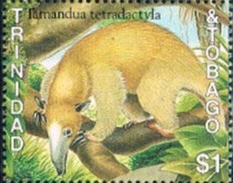 Tamandua (Tamandua tetradactyla)