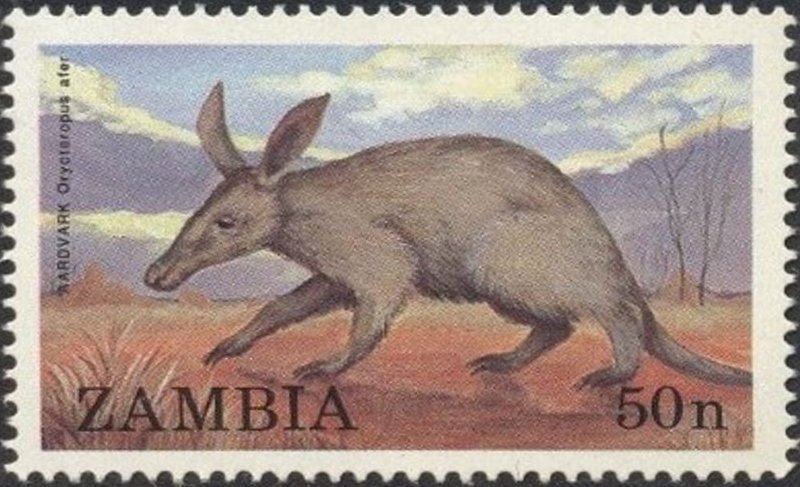 Aardvark (Orycteropus afer)