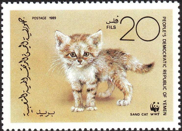 Sand Cat