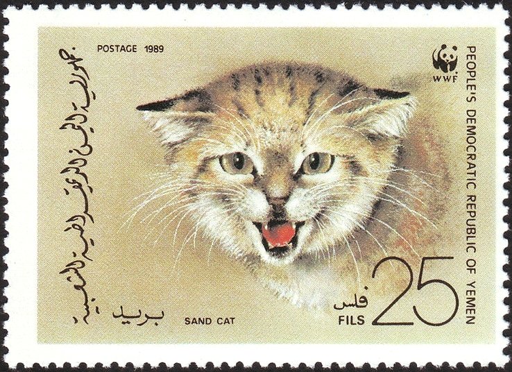 Sand Cat
